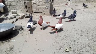 Zman khan pigeons lal khal & black khal guldar kabootar | Qasid racer kabootar | Layyah pigeon