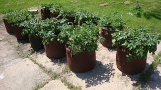 Potato Grow Bag Experiment