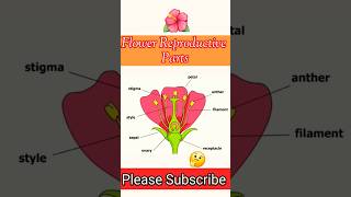 Flower Reproductive Parts | Reproductive Parts OF Plants | #shorts #ytshorts