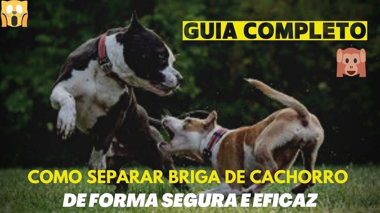 Guia completo: Como Separar Briga de Cachorros de Forma Segura e Eficaz ...