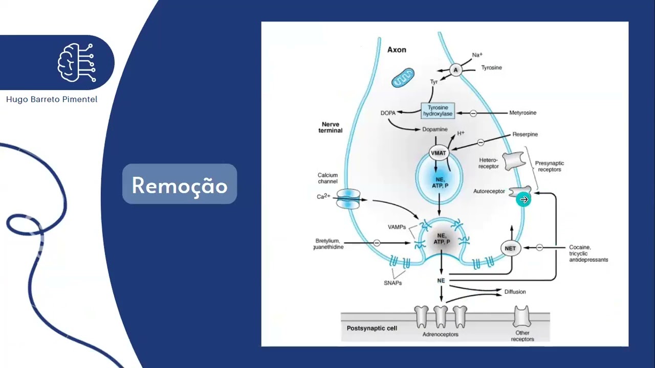 Aula 2 - SNA Adrenérgico + SNC