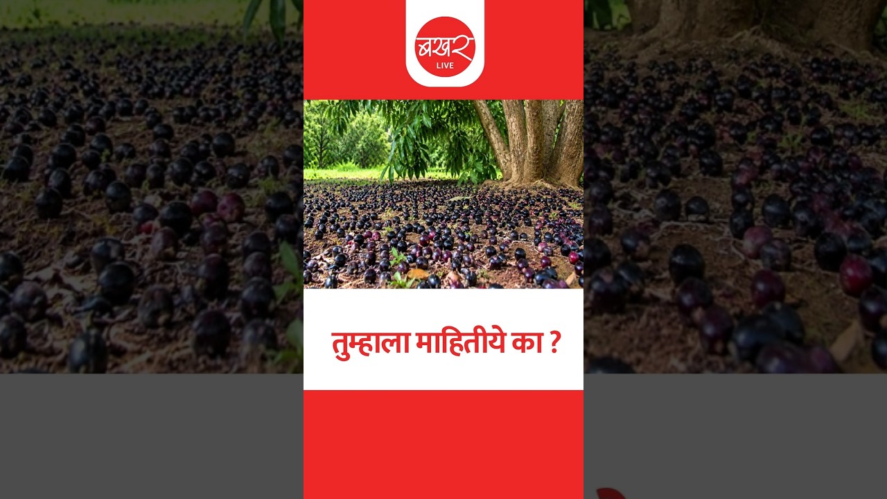 भरपूर जांभळे आली की खरंच दुष्काळ पडतो ?