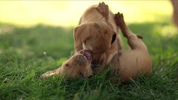 USYD MKTG1001 Video Presentation