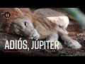 Murió Júpiter, el león rescatado por Ana Julia Torres - El Espectador