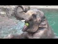 Elephant Does Handstand In Water To Keep Cool