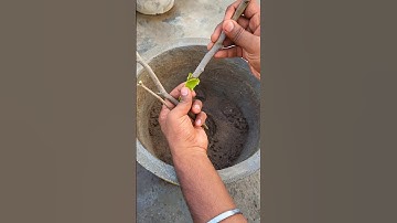 today i take cutting from ficus benjamin plant #growcuttings