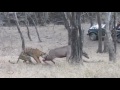 Best tiger hunting ever 