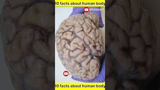 Unkown intresting facts about human body facts amazingfacts