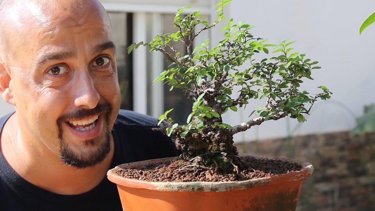 Nire Keyaki de Taisho En bonsai bosque de la armonia