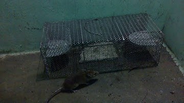 Bẫy chuột thông minh Bẫy chuột tự động Bẫy chuột nhiều con cùng lúc