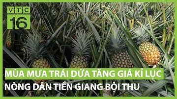 Mùa mưa trái khóm dứa tăng giá kỉ lục, nông dân Tiền Giang bội thu | VTC16