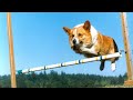 Funny Fat Corgi Jumping and Running for Exercise - Cute Fat Dog Loses Weight - Overweight Dog Videos