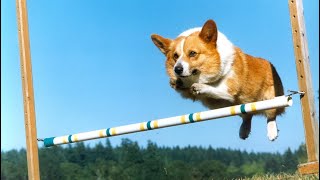 Funny Fat Corgi Jumping and Running for Exercise - Cute Fat Dog Loses Weight - Overweight Dog Videos