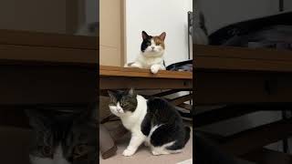 ママ猫と息子猫ですが似てますか？ #shorts