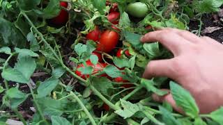 Record Tomato Harvest From Just 20 Square Feet!