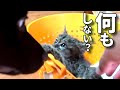 【気になるワンコと半オコ子猫】@taipi 【切り抜き】