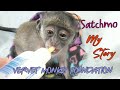 Satchmo the baby orphan samango monkey's journey to the Jalamango enclosure