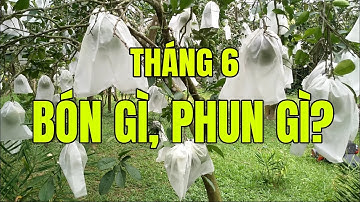 Bón gì, phun gì cho bưởi tháng 6 âm lịch || bưởi Rỏn