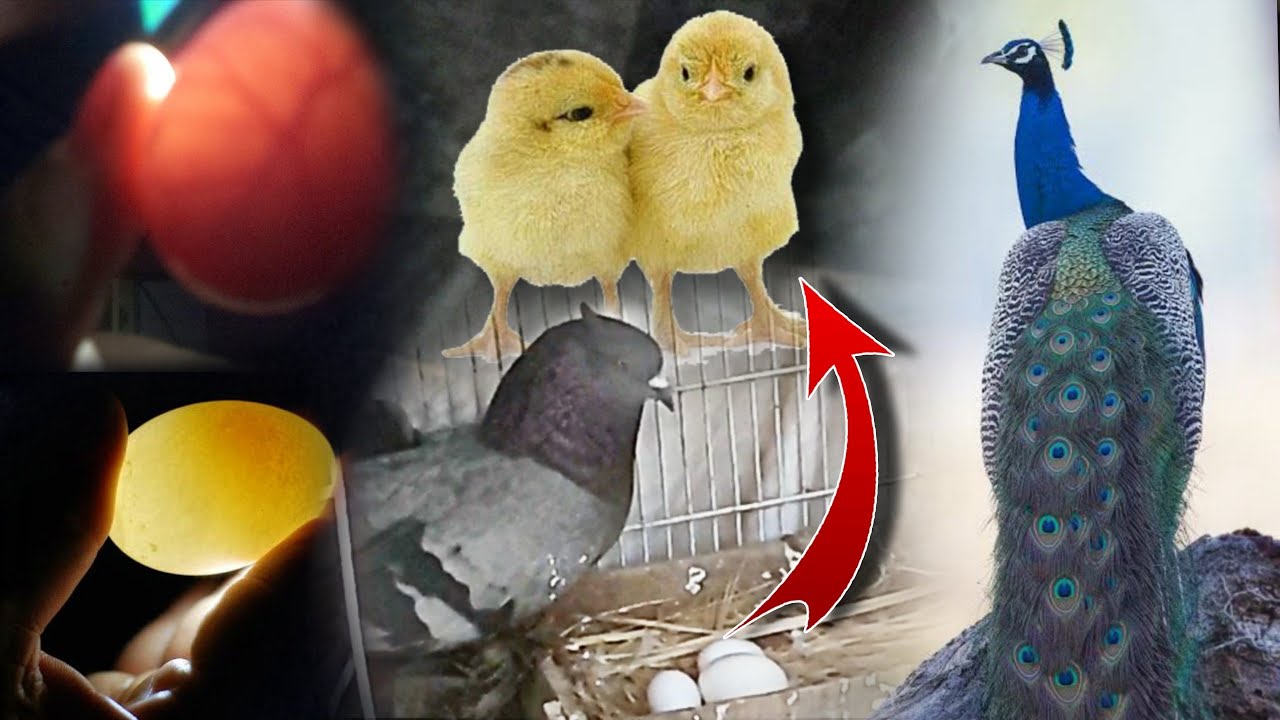 aaj-andon-ki-final-candling-krli-egg-s-candling-youtube