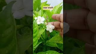 डबल चांदनी #garden #gardening #plants #flowers #outdoor plants