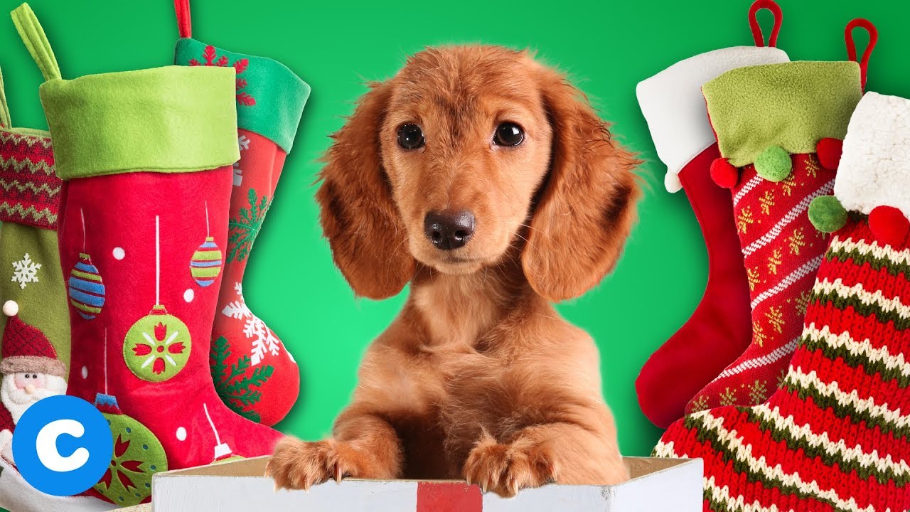 3 Cute Gift Ideas for Puppy Stockings | Chewy