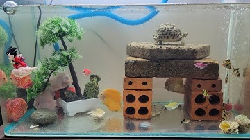 10 Cá Dĩa sau 5 ngày làm quen hồ tại Ú Ù PETSHOP CPC 