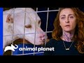 Dog With Mutilated Ears Might Have A Mass | Pit Bulls & Parolees