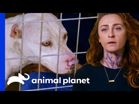 Video: Ja, Pit Bulls Kan Være K-9 Hunde Og Terapi Hunde