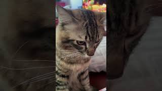 What am i? Owl? #catlife #cat #catvideos #owlcat