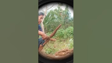 Panen singkong Bule /ketela pohon/ubi kayu #kangfurycilegon #short  #shorts