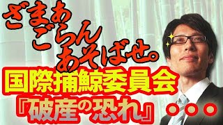 「ざまぁごらんあそばせ。」案件きました！⇒国際捕鯨委員会「破産の恐れ」｜竹田恒泰チャンネル2