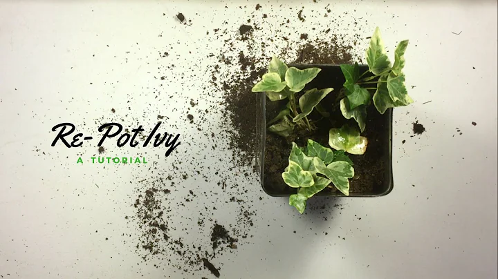 How to Re-Pot Ivy | the houseplant diaries