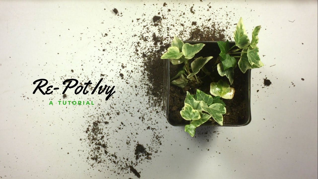 How to RePot Ivy the houseplant diaries YouTube