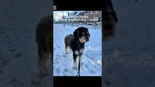 Part 1 fristi #dog #doggy #cute #funny #bernesemountaindog #poodle #doggie #dogtrainer #dogtraining
