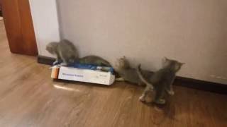 Веселые котята. 100% милоты. Скоттиш фолд и скоттиш страйт. Веселые котята. 100% милоты. Скоттиш фолд и скоттиш страйт.