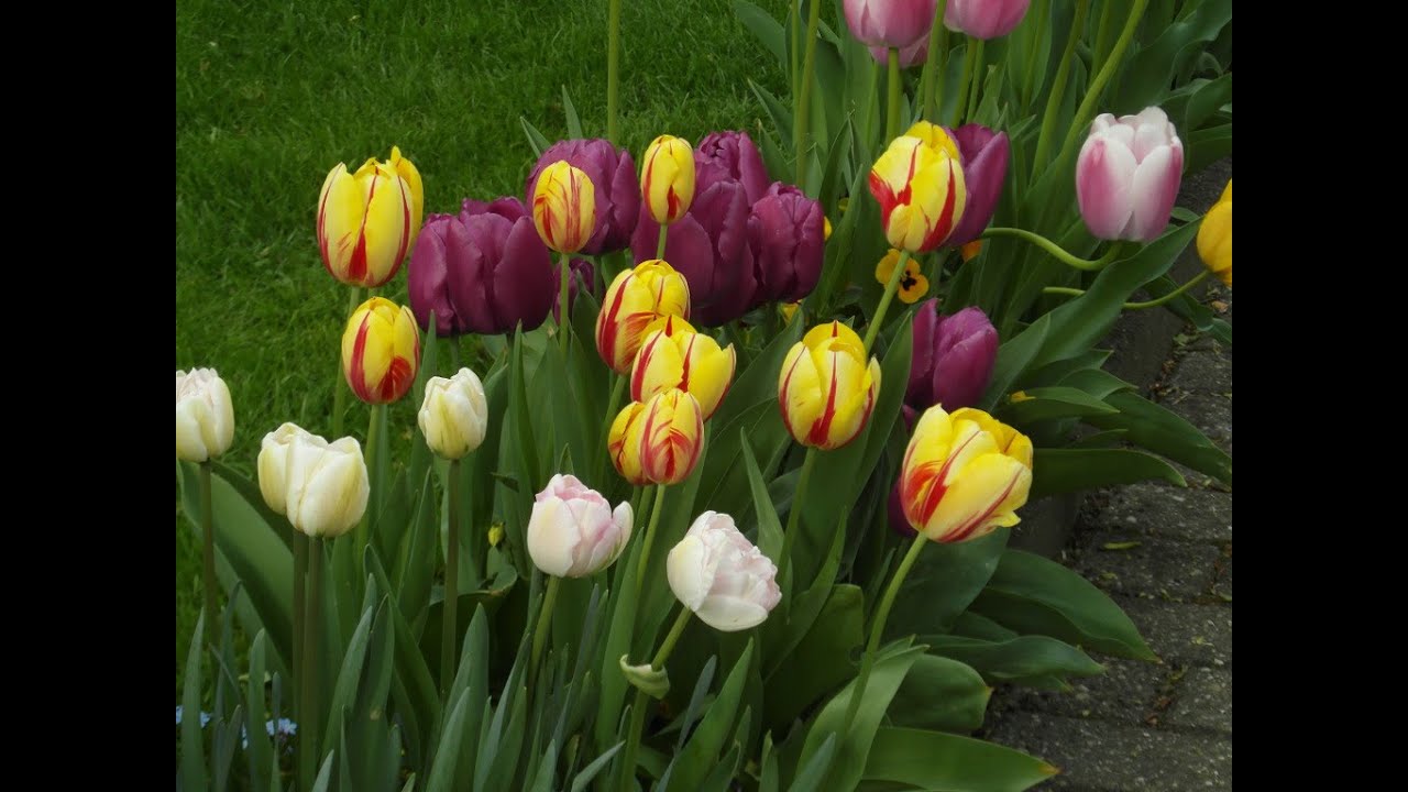 Сколько растут цветы тюльпаны. Тюльпан Грейсленд. Тюльпан Драмлайн. Тюльпан Дискавери. Тюльпан Питтсбург.