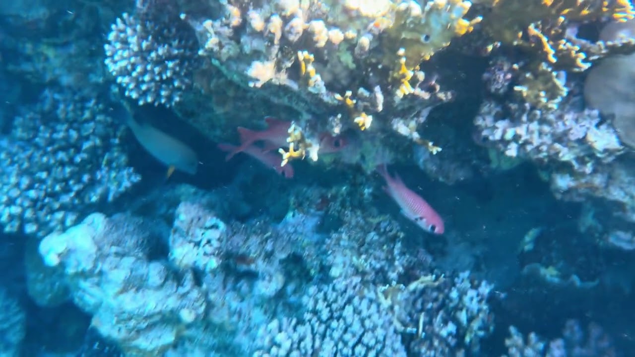 Шарм-эль-Шейх/Sharm El Sheikh 12.02.26 part 2