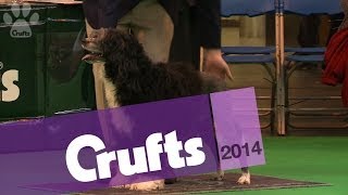 Portugese Water Dog | Best of Breed | Crufts 2014