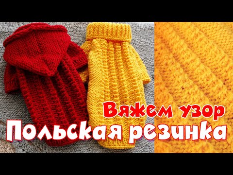 який потрібний одяг для собак