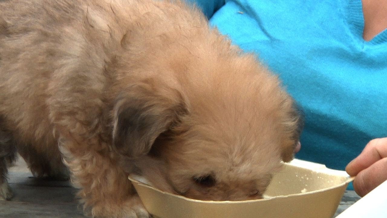 Cutest puppy in the world eats chips bichon maltais