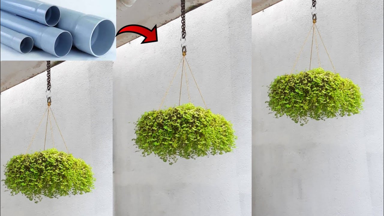 Hanging plant ideas | Turtle vine plant hanging ideas | PVC pipe planting ideas | Hanging planters