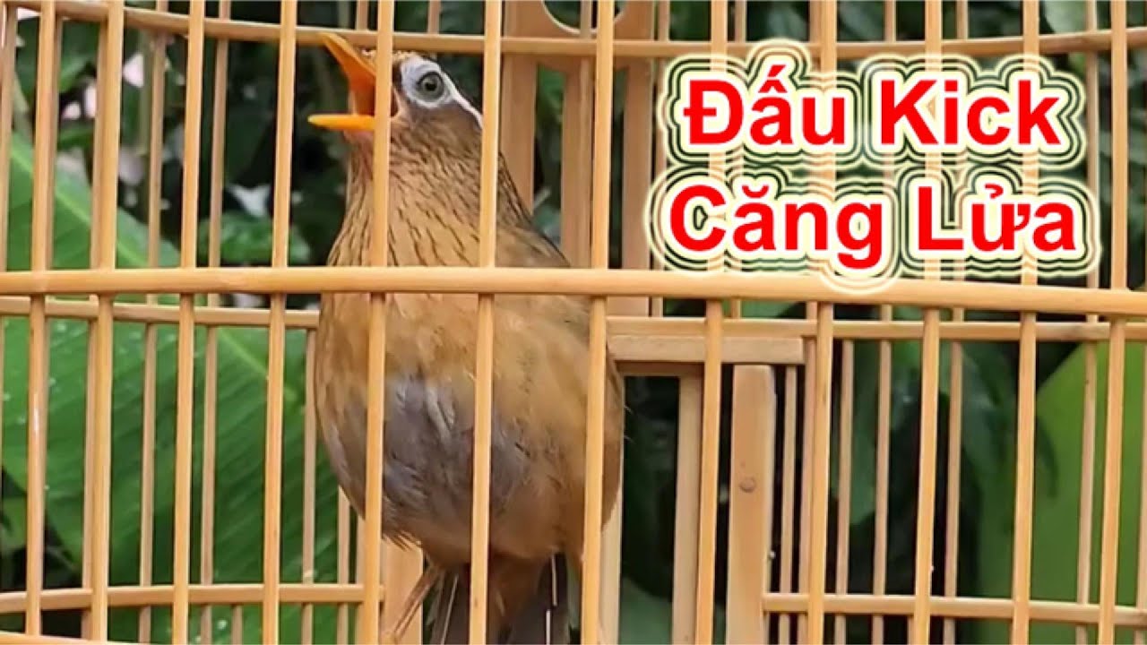 Họa Mi Trống Hót Đấu Kick Căng Lửa