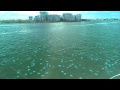 Bloom of Jellyfish filmed through Polarised glasses