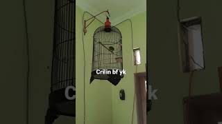 Download Lagu Perkici full isian buat pancingan MP3