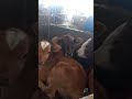 3 Adorable Calves Sleeping Together 🐄❤️ Pure Farm Cuteness! #cutecalf  #babycow #shorts
