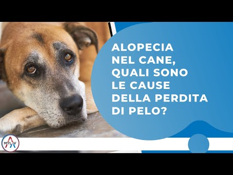 Video: Oh No! Il Mio Cane Ha Una Perdita: Incontinenza Urinaria Correlata Agli Ormoni Nei Cani Dog