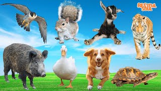 Cute Little Farm Animal Sounds - Eagle, Squirrel, Goat, Pig, Duck, Dog, Turtle - Animal Videos