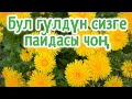 Каакым даарылык касиети(мамакаймак)