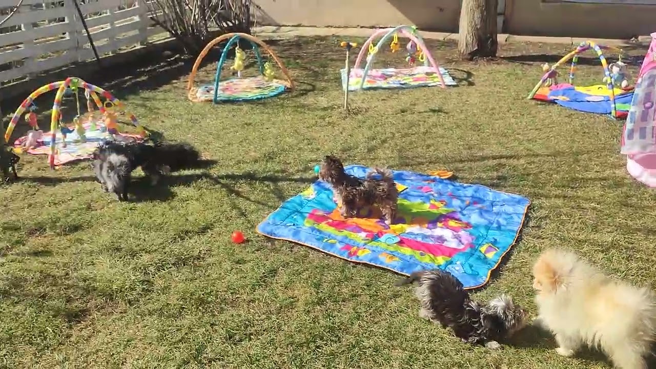 Веснаааа,Тепло🤗Гуляем с собачками🥰 Продажа щеночков доставка по миру+79788972514