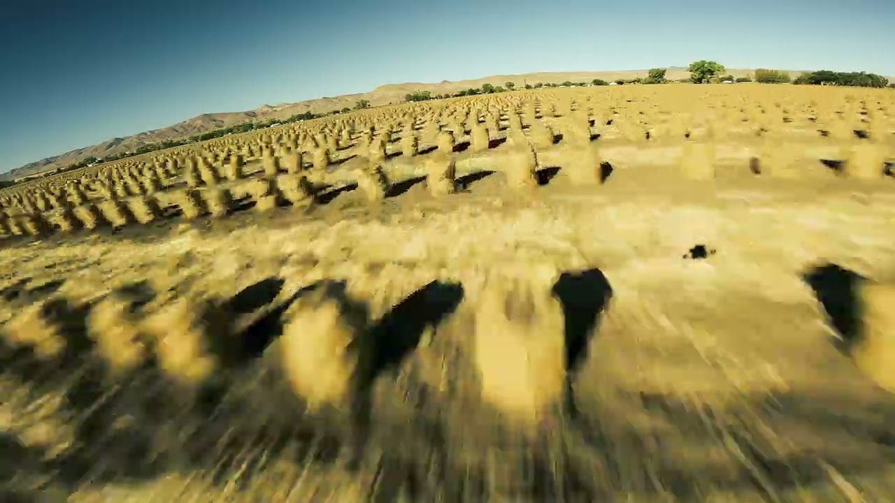 Yerington Onions YouTube